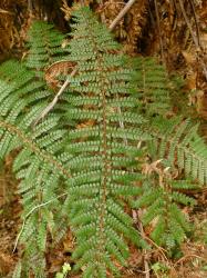 Polystichum vestitum. Adaxial surface of mature 2-pinnate frond.
 Image: L.R. Perrie © Te Papa CC BY-NC 3.0 NZ
